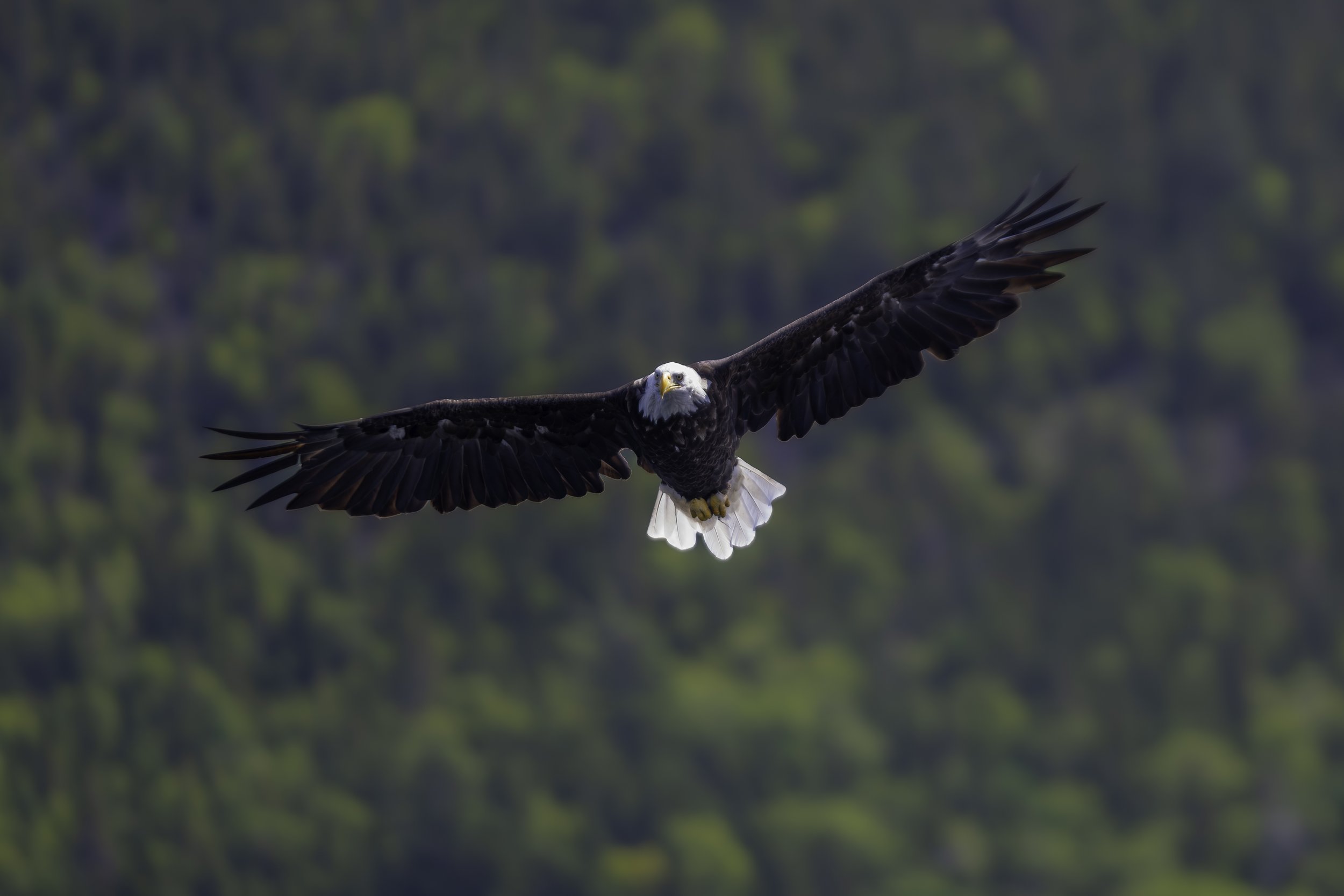 CA-Gaspesie - New Brunswick - Nova scotia 2018 6073.jpg