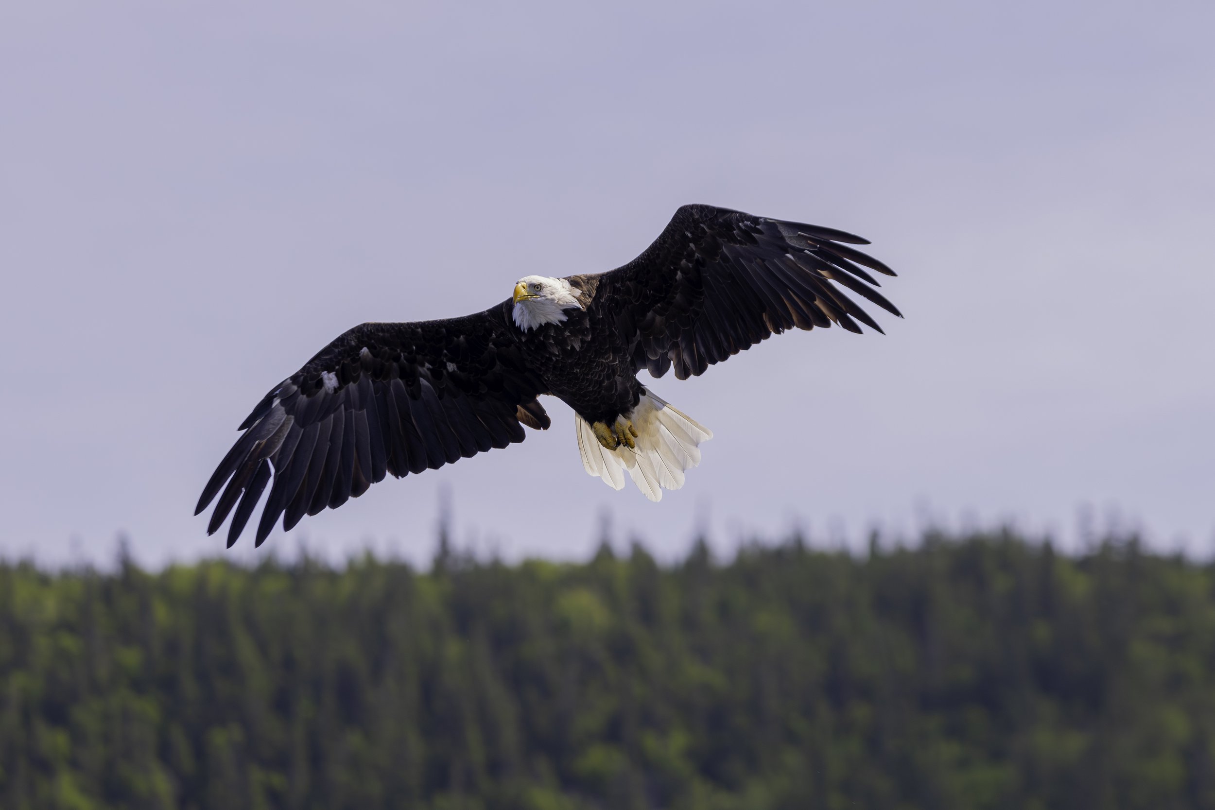 CA-Gaspesie - New Brunswick - Nova scotia 2018 6074.jpg