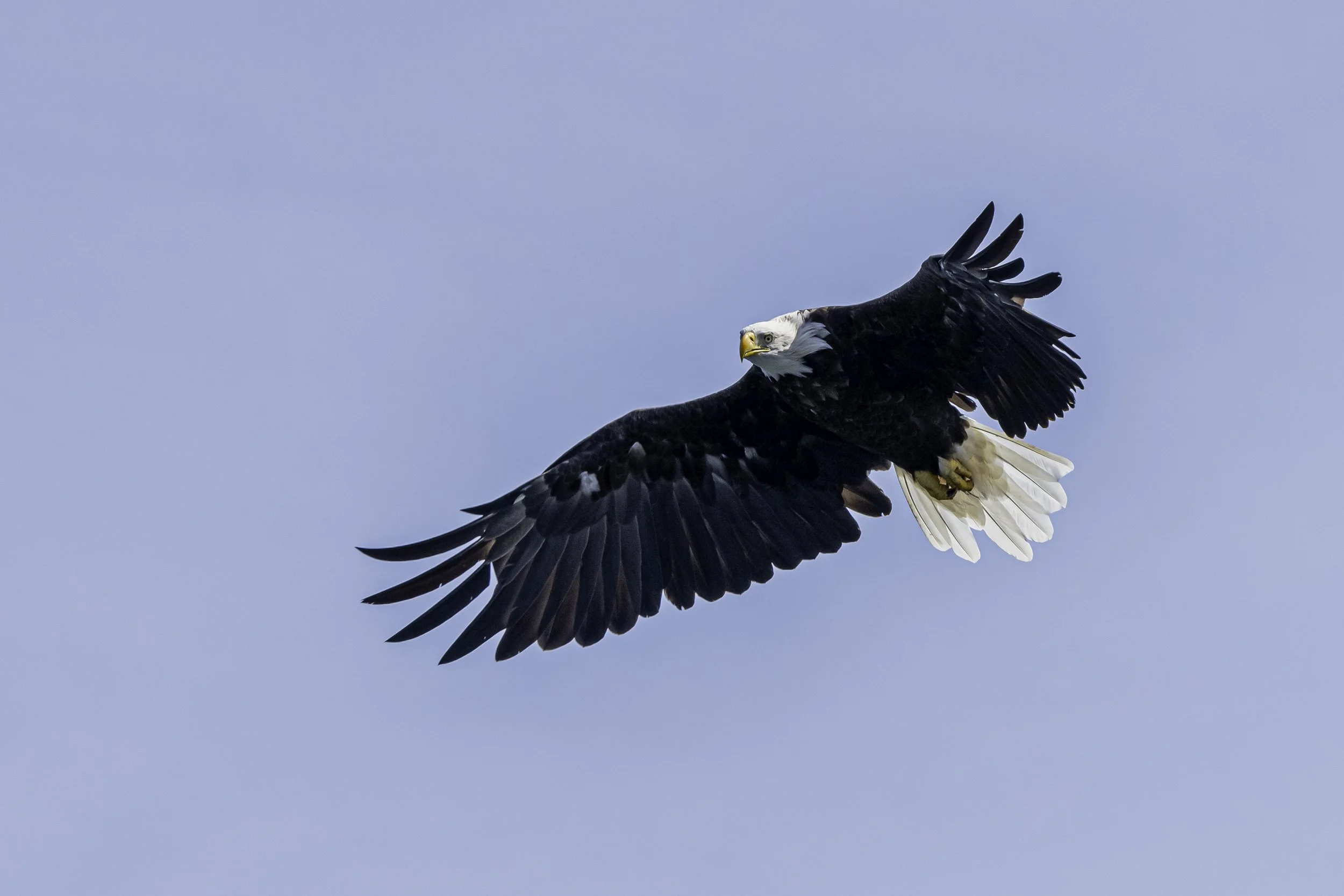 CA-Gaspesie - New Brunswick - Nova scotia 2018 6077.jpg