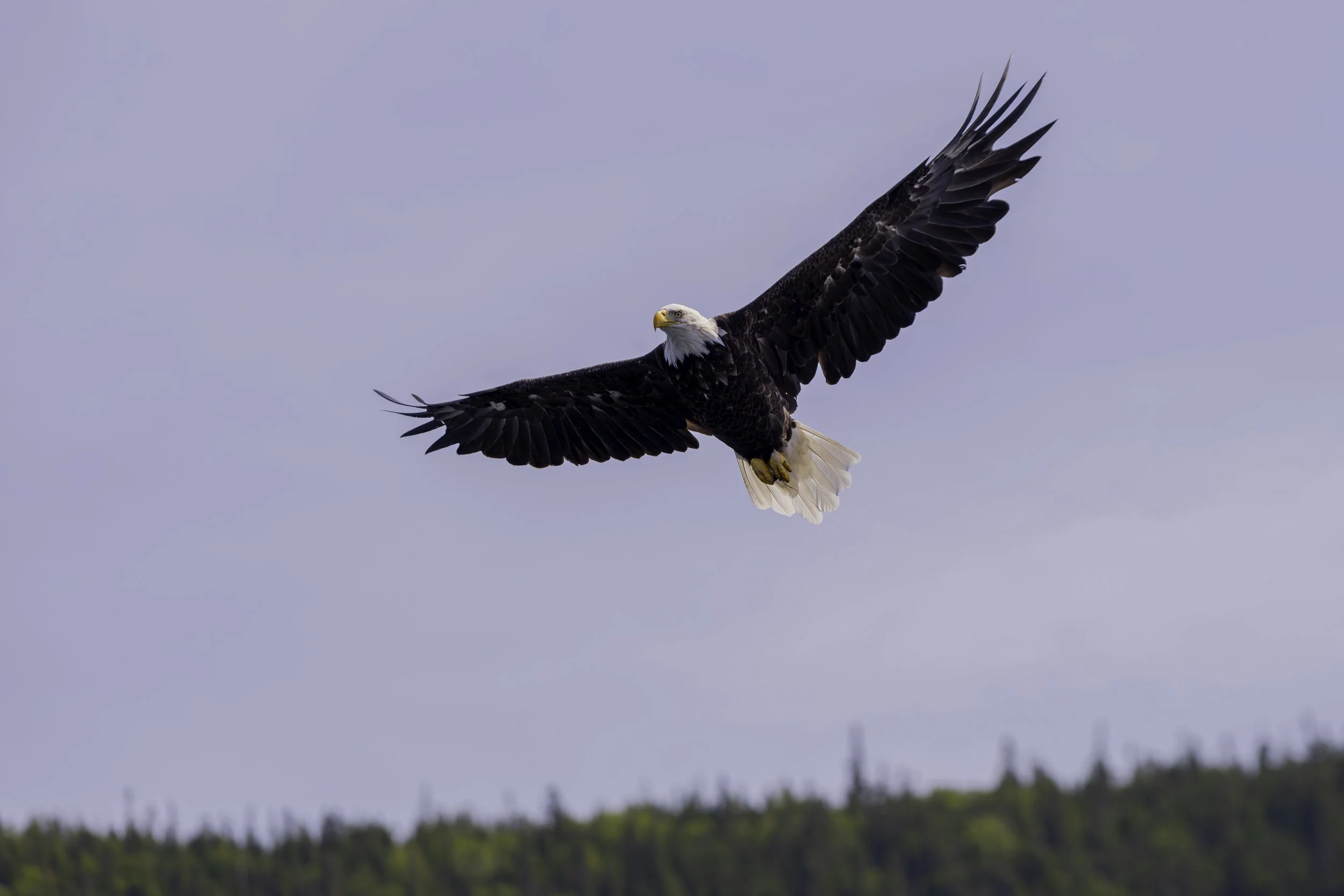 CA-Gaspesie - New Brunswick - Nova scotia 2018 6075.jpg