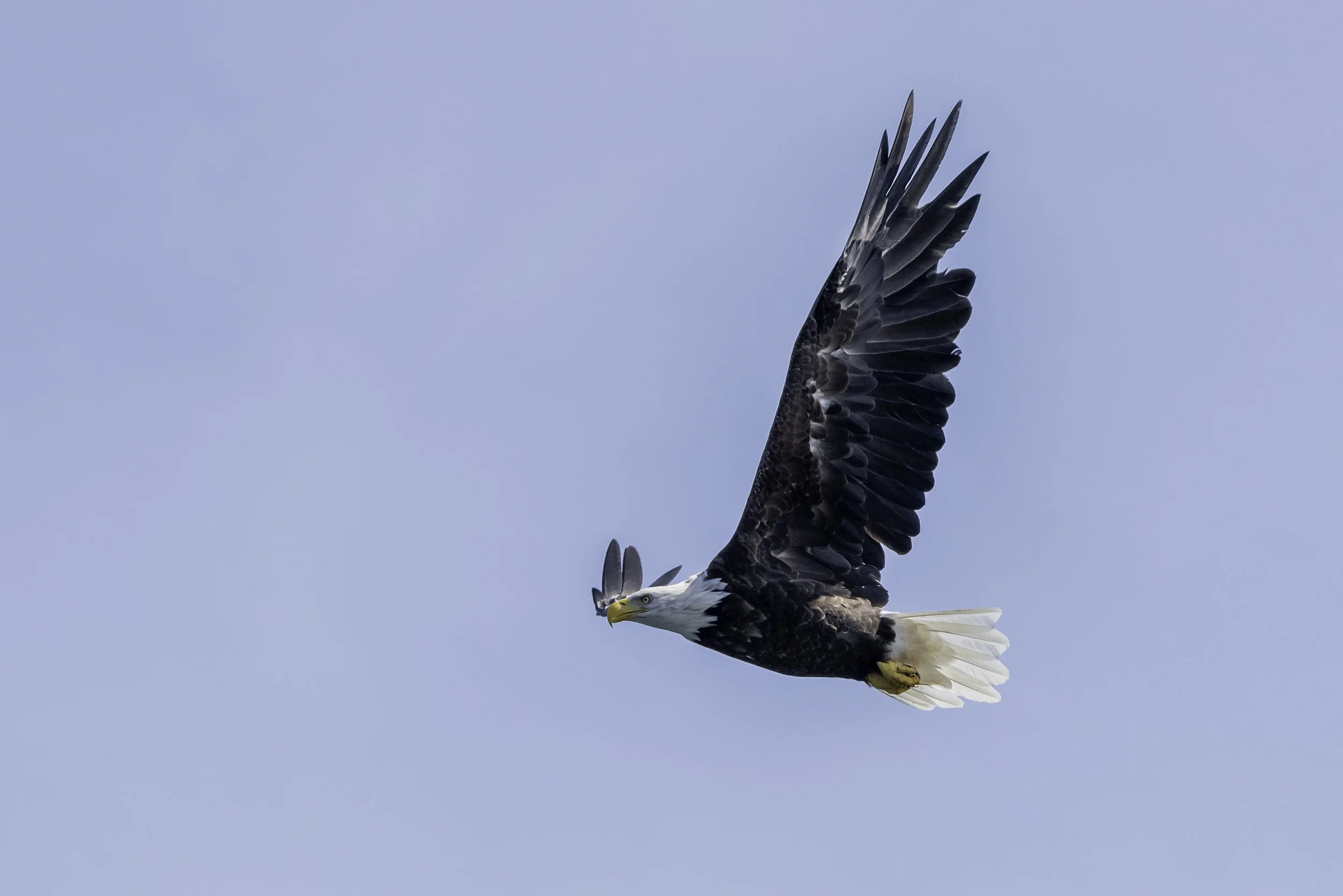 CA-Gaspesie - New Brunswick - Nova scotia 2018 6078.jpg