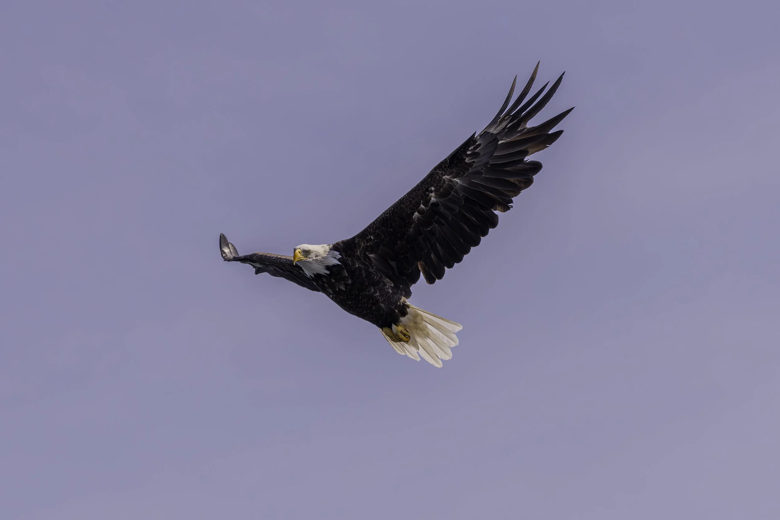 CA-Gaspesie - New Brunswick - Nova scotia 2018 6076.jpg