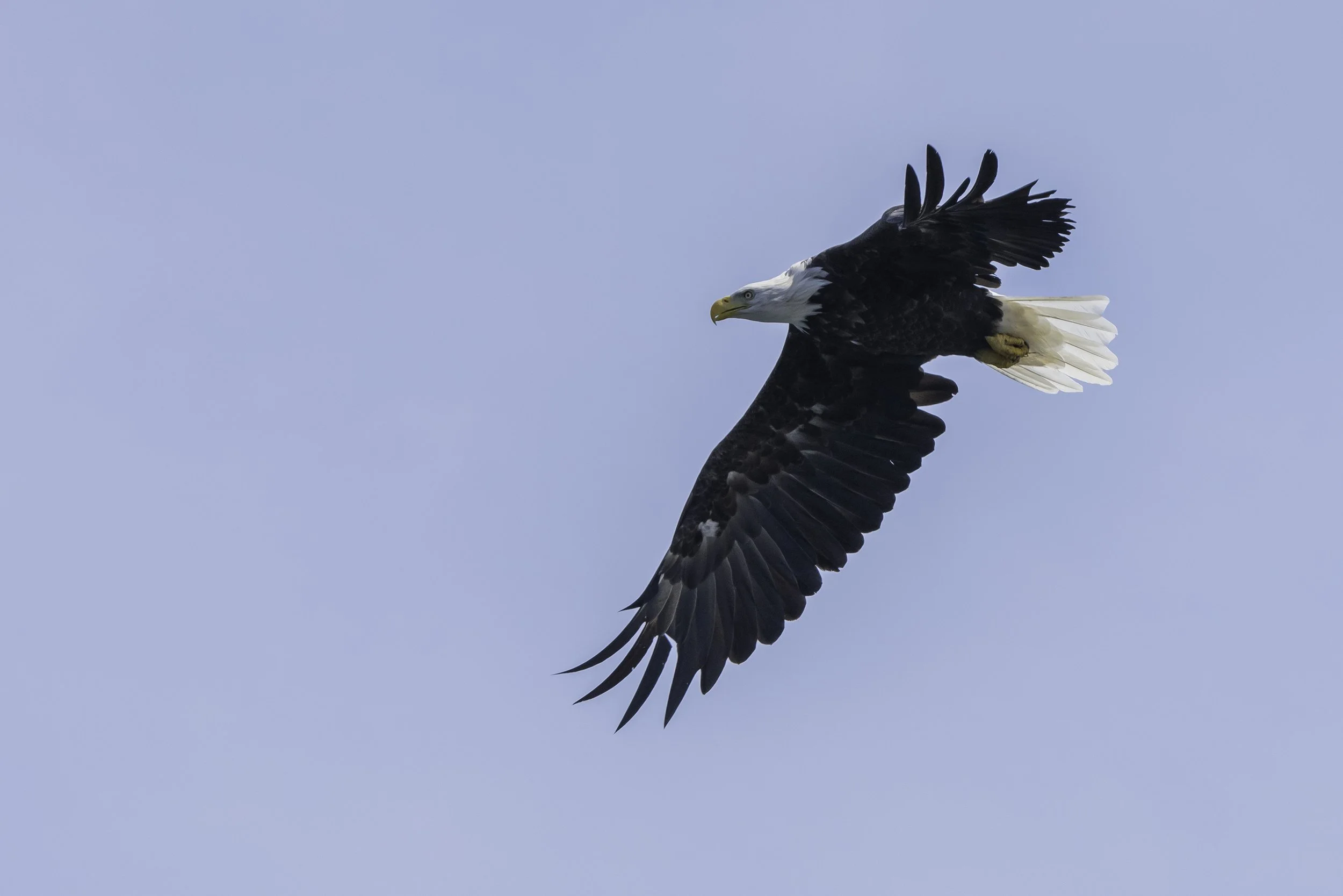 CA-Gaspesie - New Brunswick - Nova scotia 2018 6079.jpg