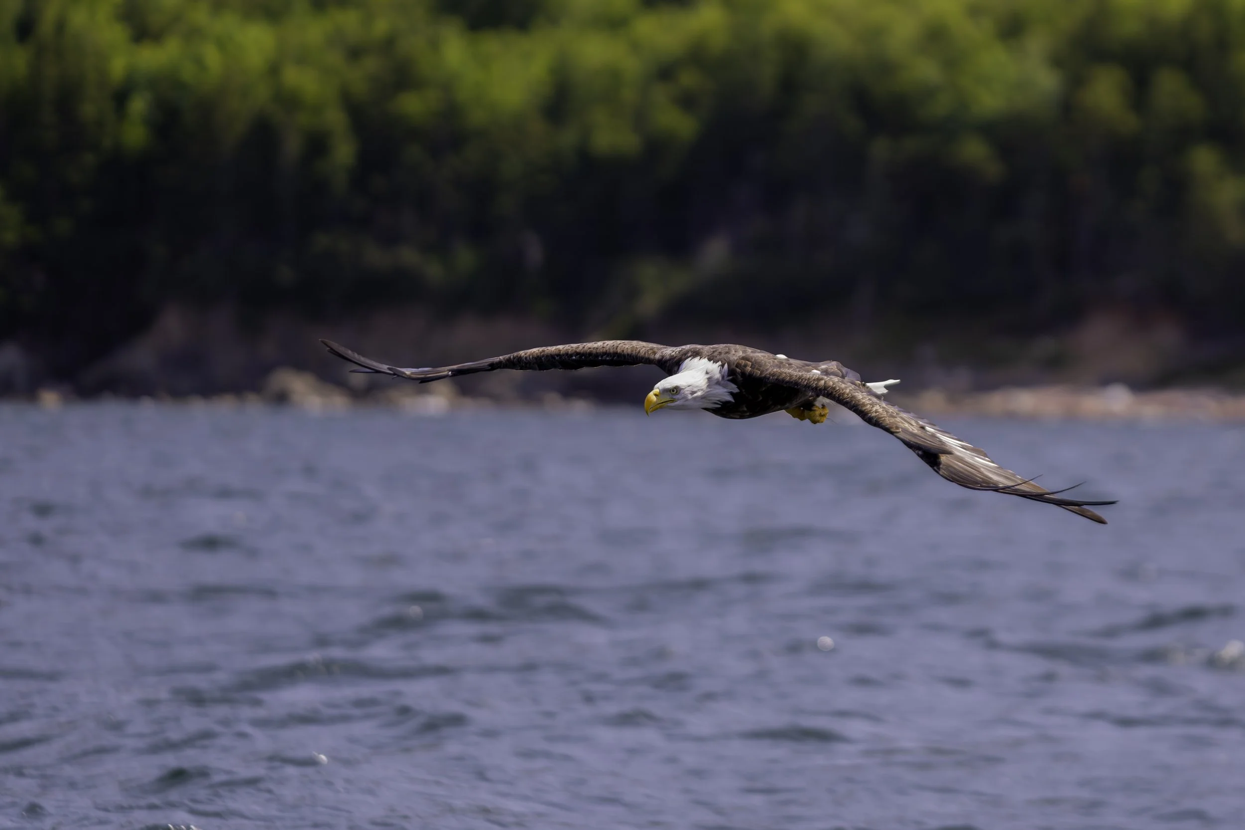 CA-Gaspesie - New Brunswick - Nova scotia 2018 6082.jpg