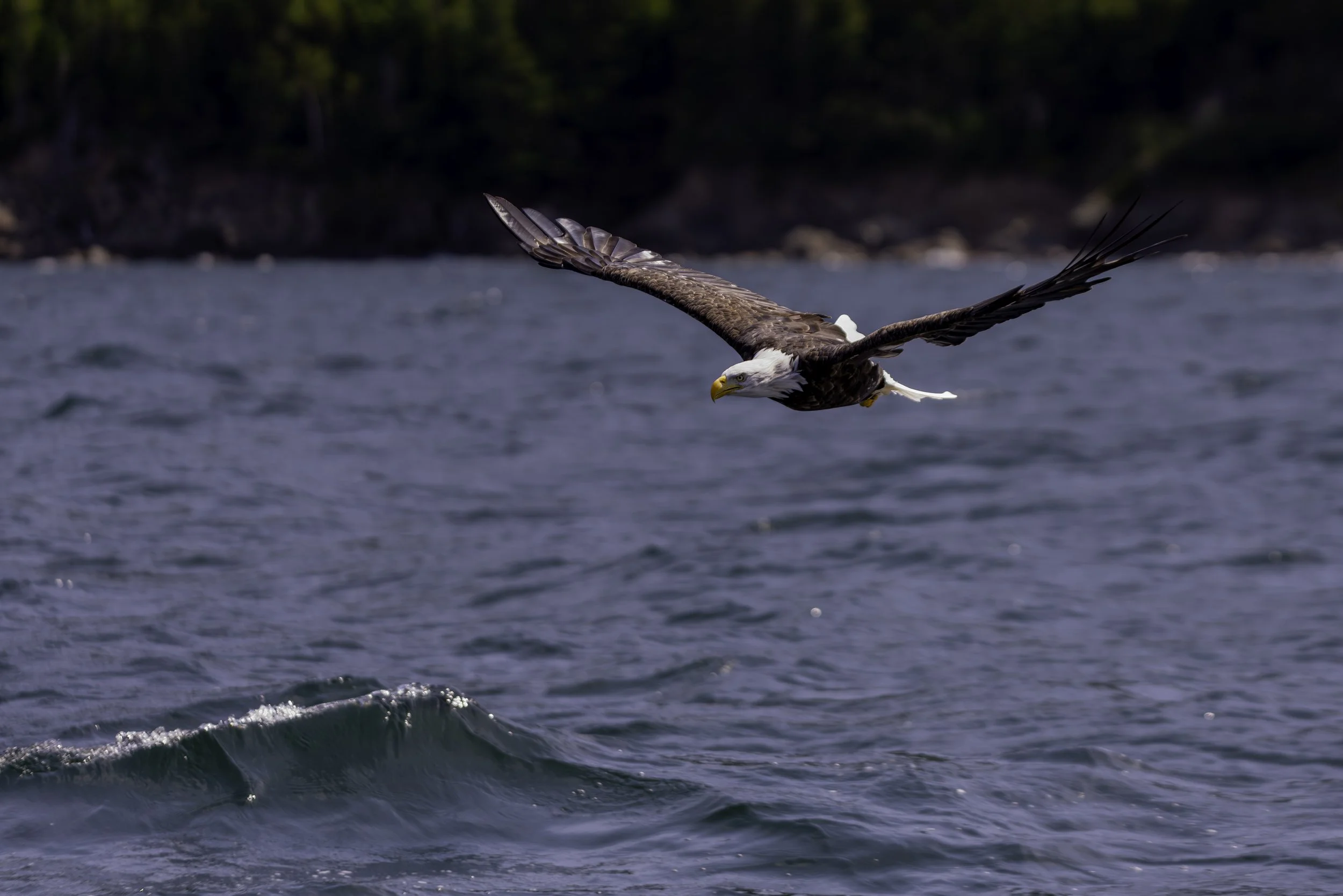 CA-Gaspesie - New Brunswick - Nova scotia 2018 6083.jpg