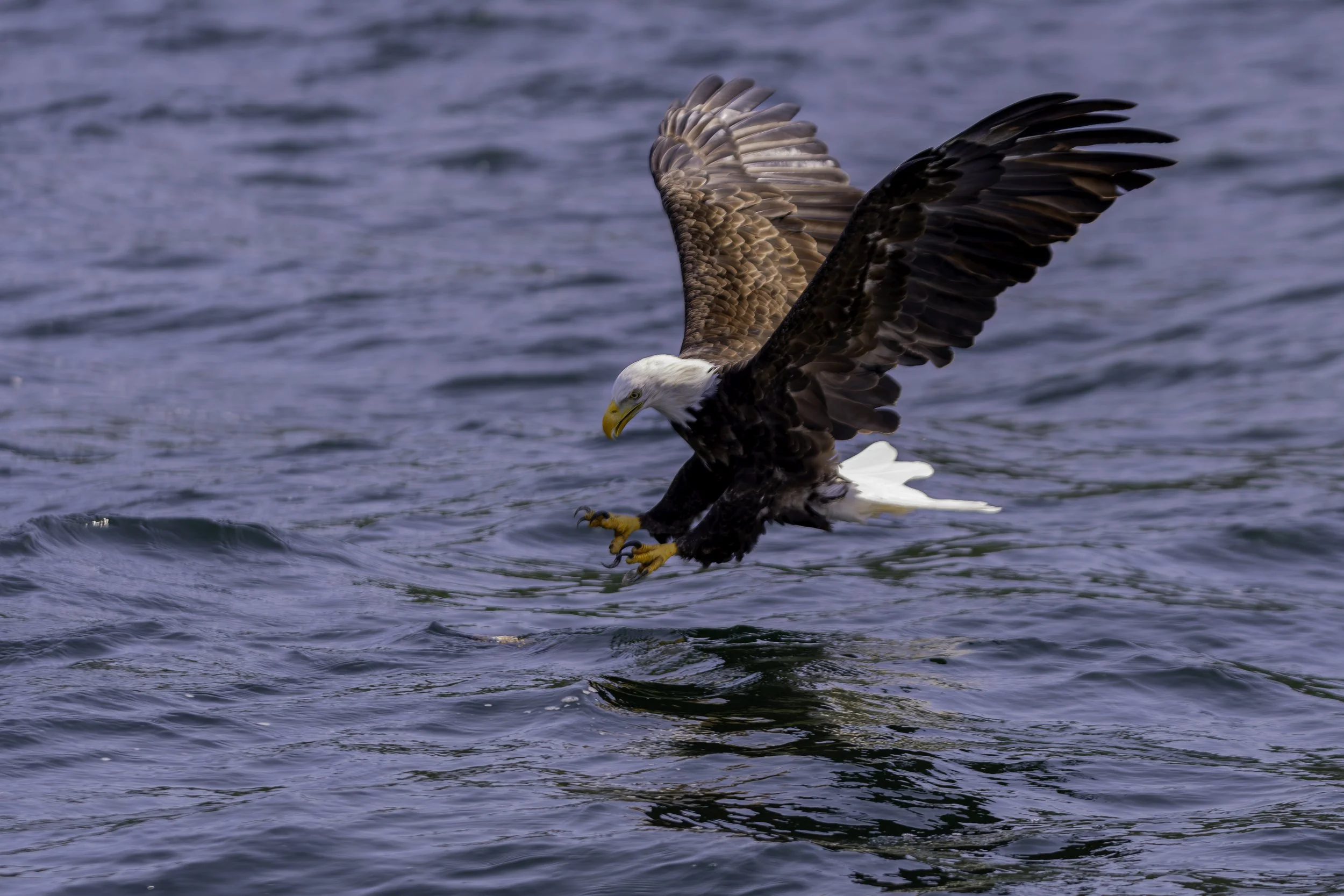 CA-Gaspesie - New Brunswick - Nova scotia 2018 6085.jpg