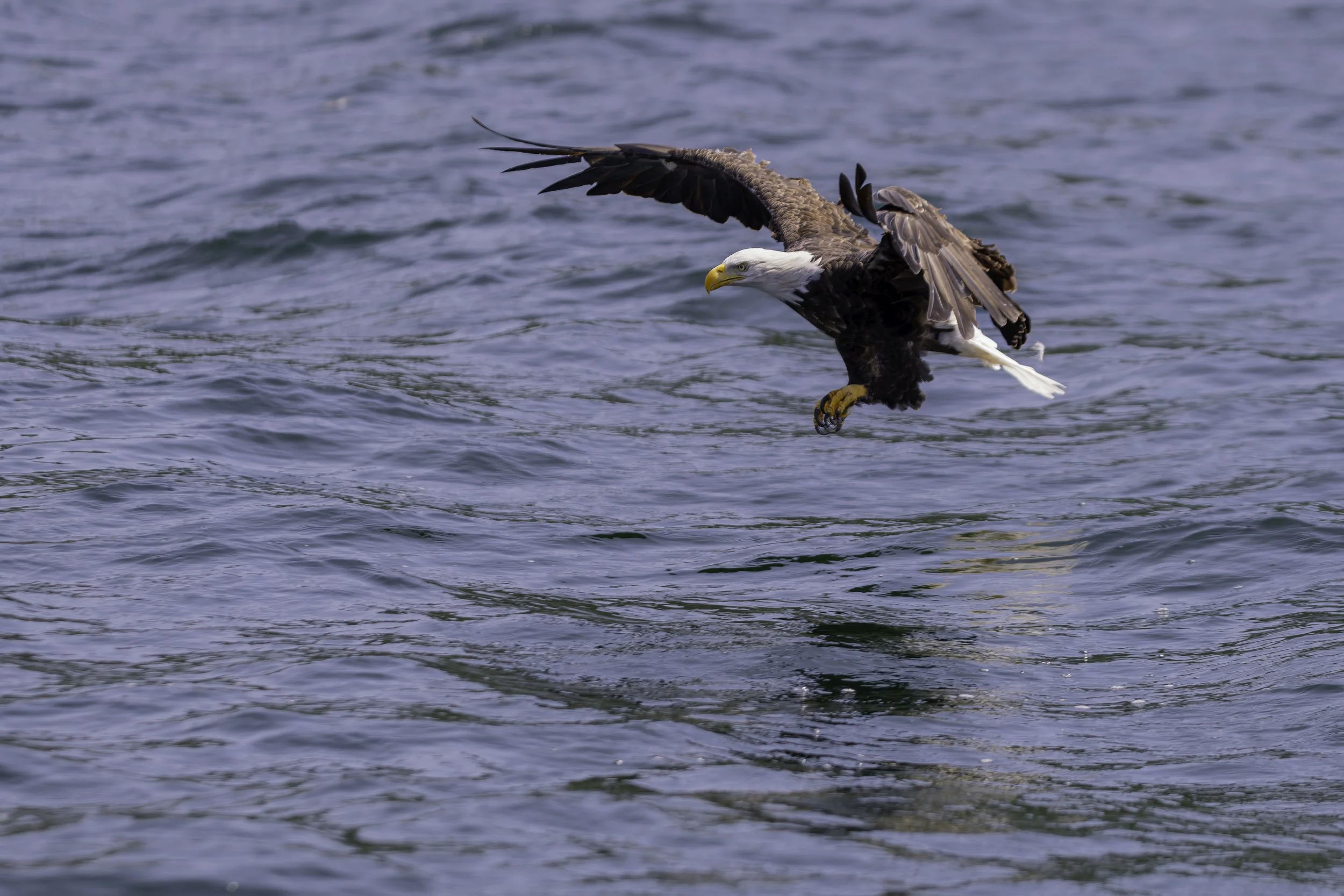 CA-Gaspesie - New Brunswick - Nova scotia 2018 6084.jpg