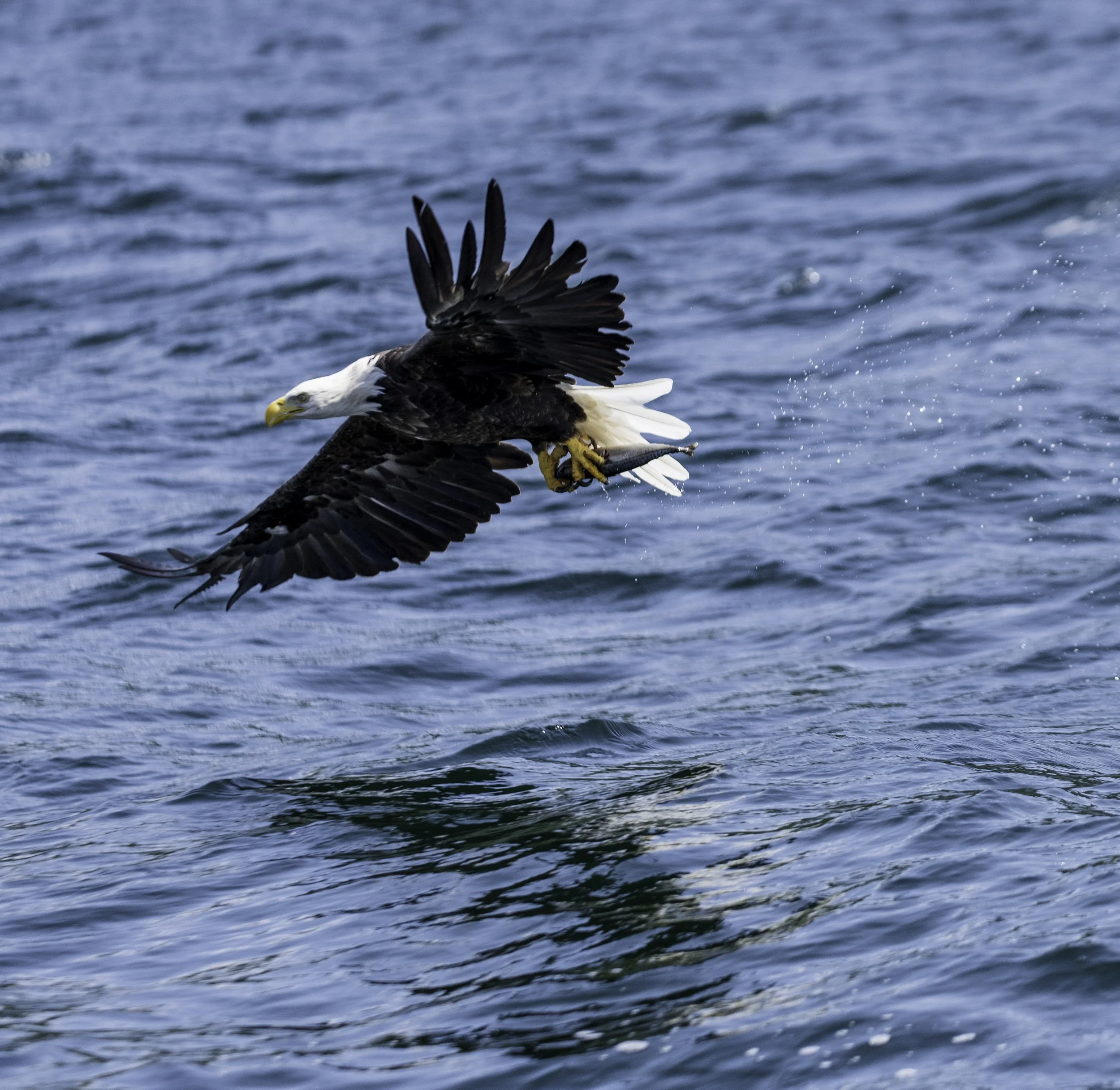 CA-Gaspesie - New Brunswick - Nova scotia 2018 6088.jpg
