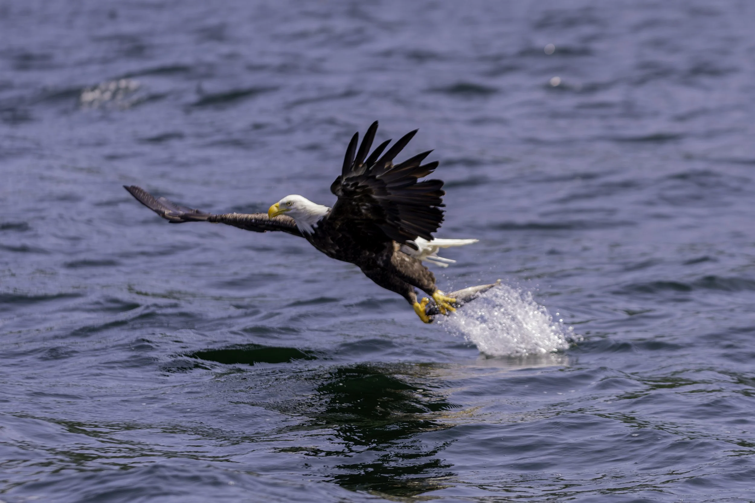 CA-Gaspesie - New Brunswick - Nova scotia 2018 6086.jpg