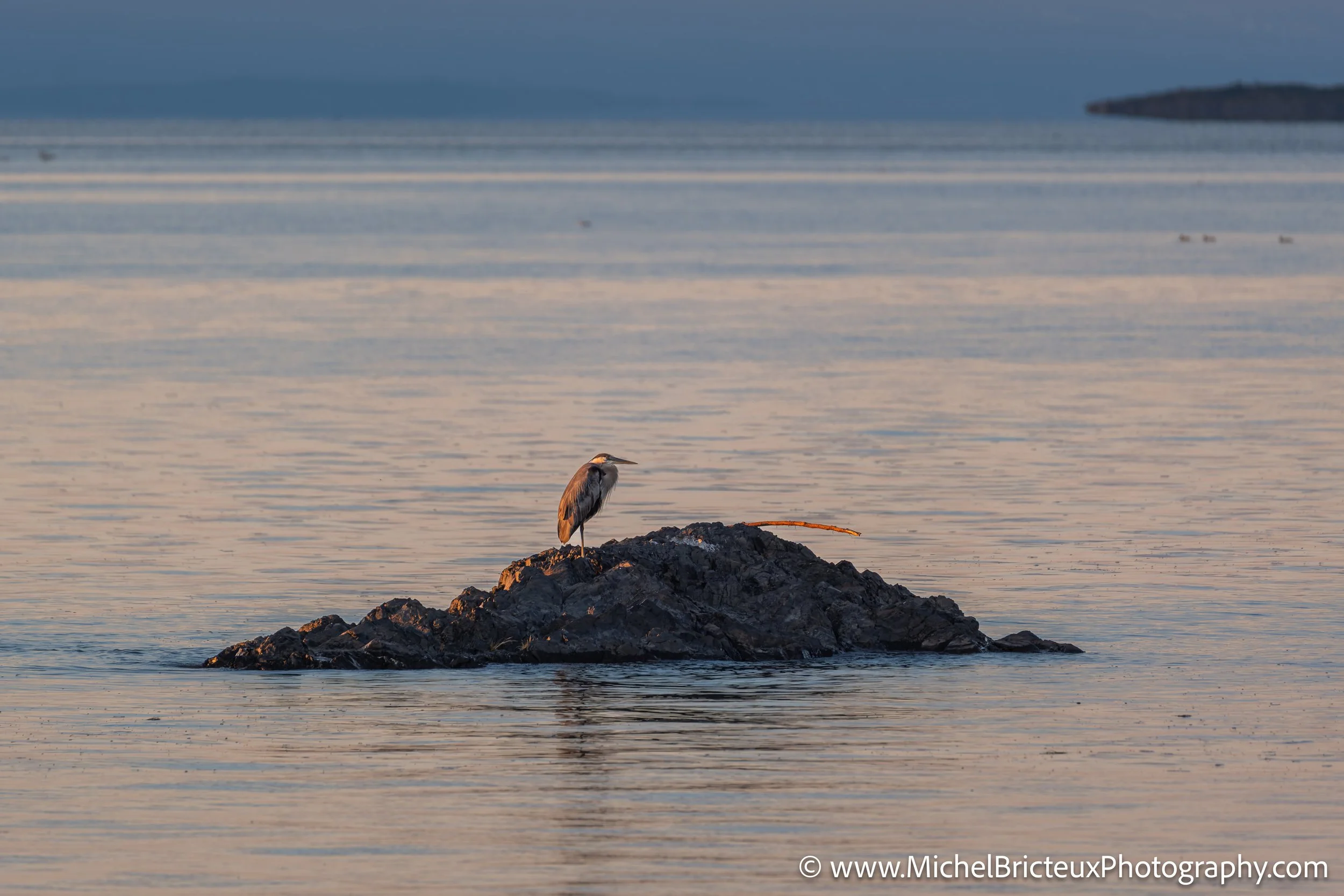 CA-QC - Ile-aux-grues 1208-2-DxO_DeepPRIME 3 LowRes.jpg