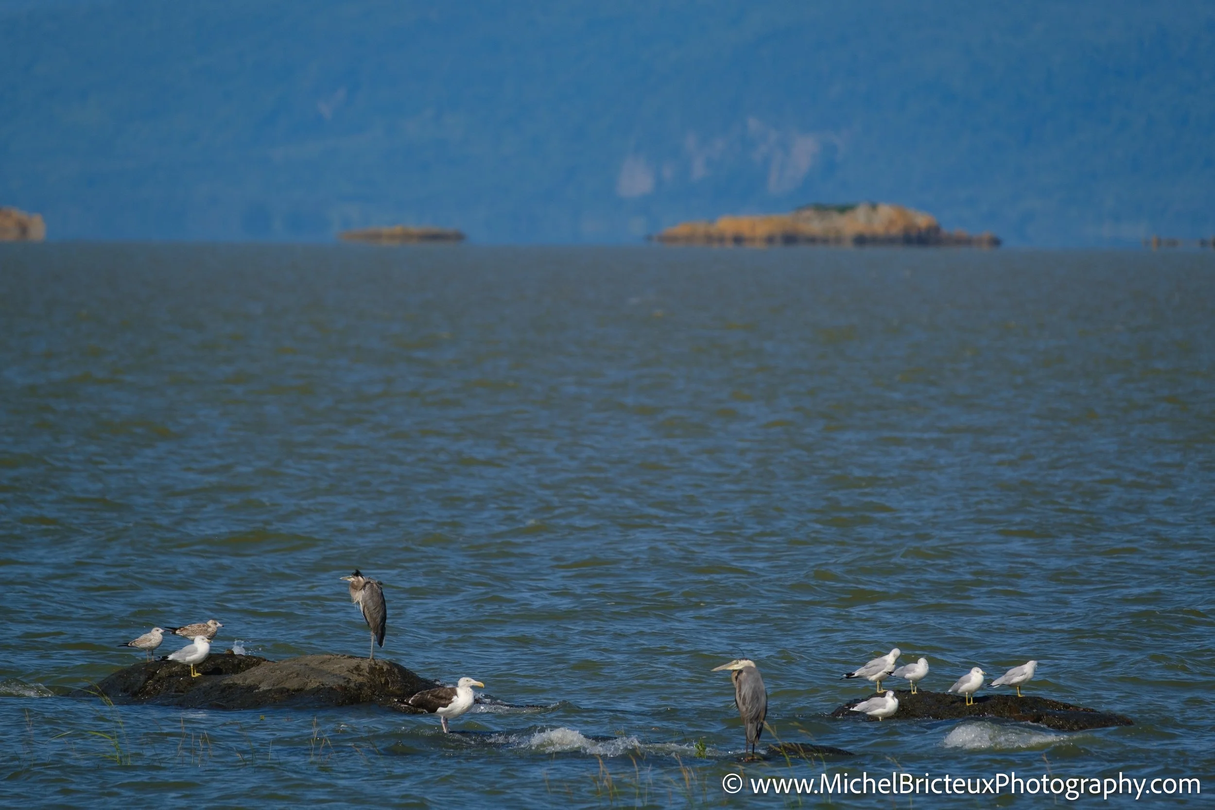 CA-QC - Ile-aux-grues 1799-2 LowRes.jpg