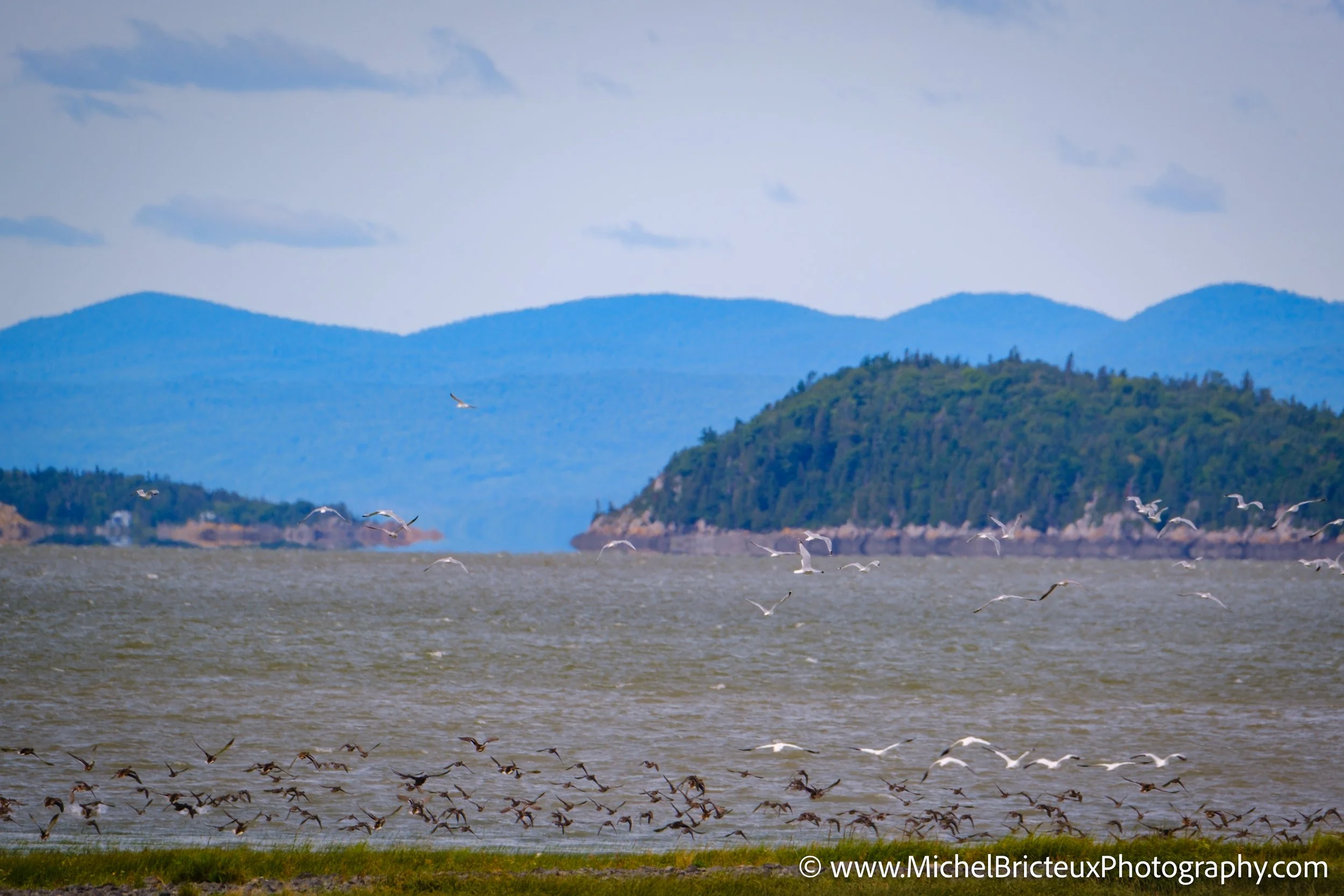 CA-QC - Ile-aux-grues 2292 LowRes.jpg
