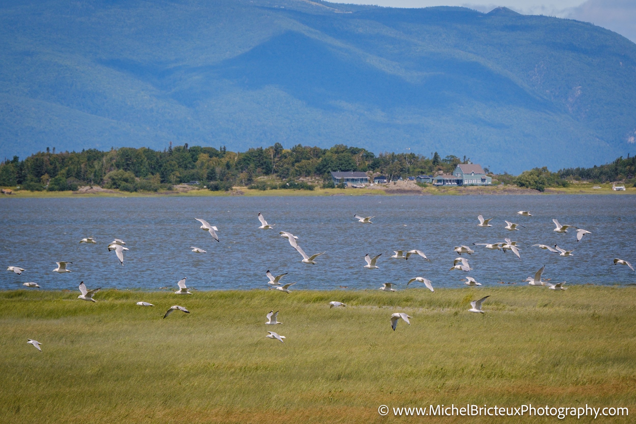 CA-QC - Ile-aux-grues 2451 LowRes.jpg