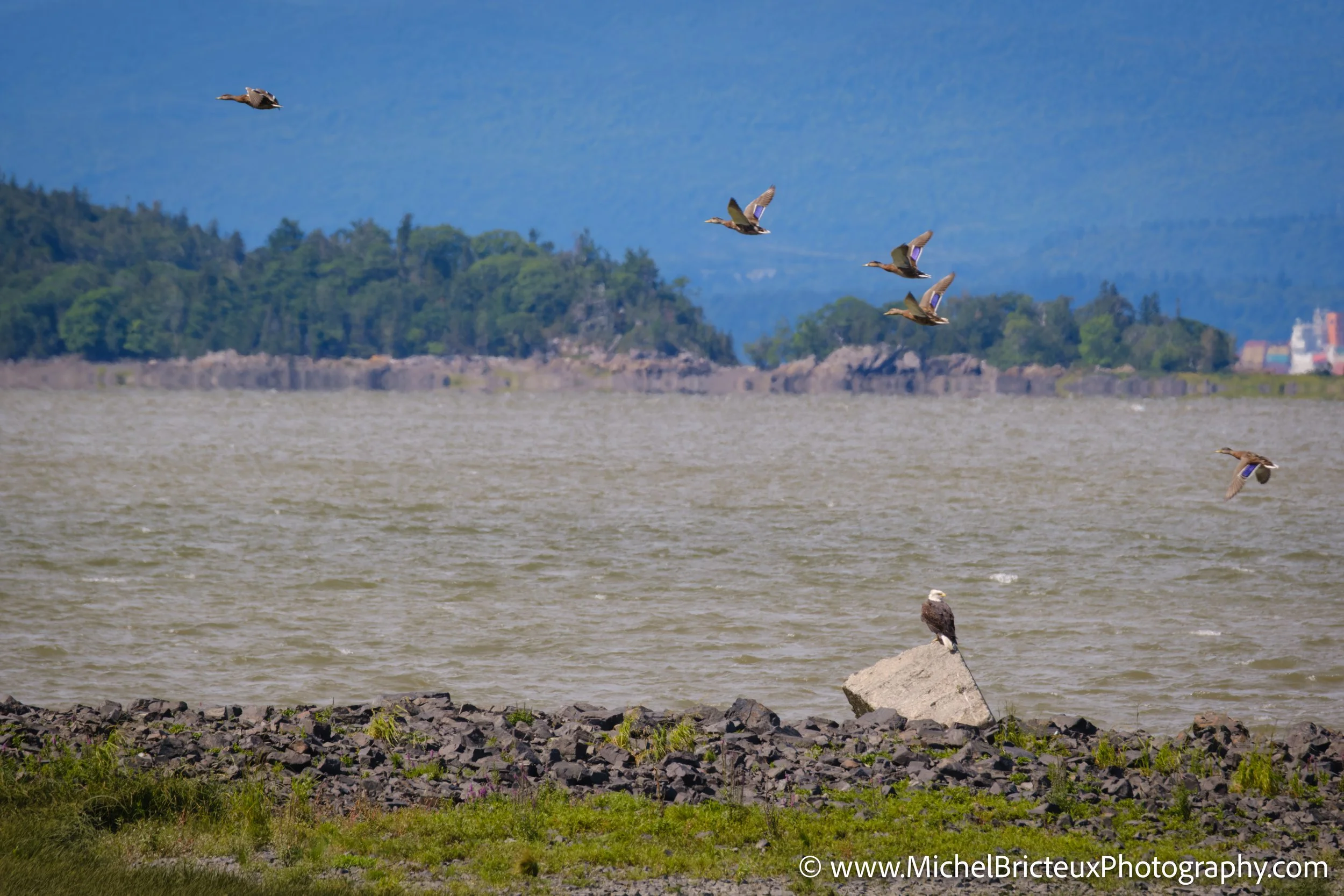 CA-QC - Ile-aux-grues 2512 LowRes.jpg