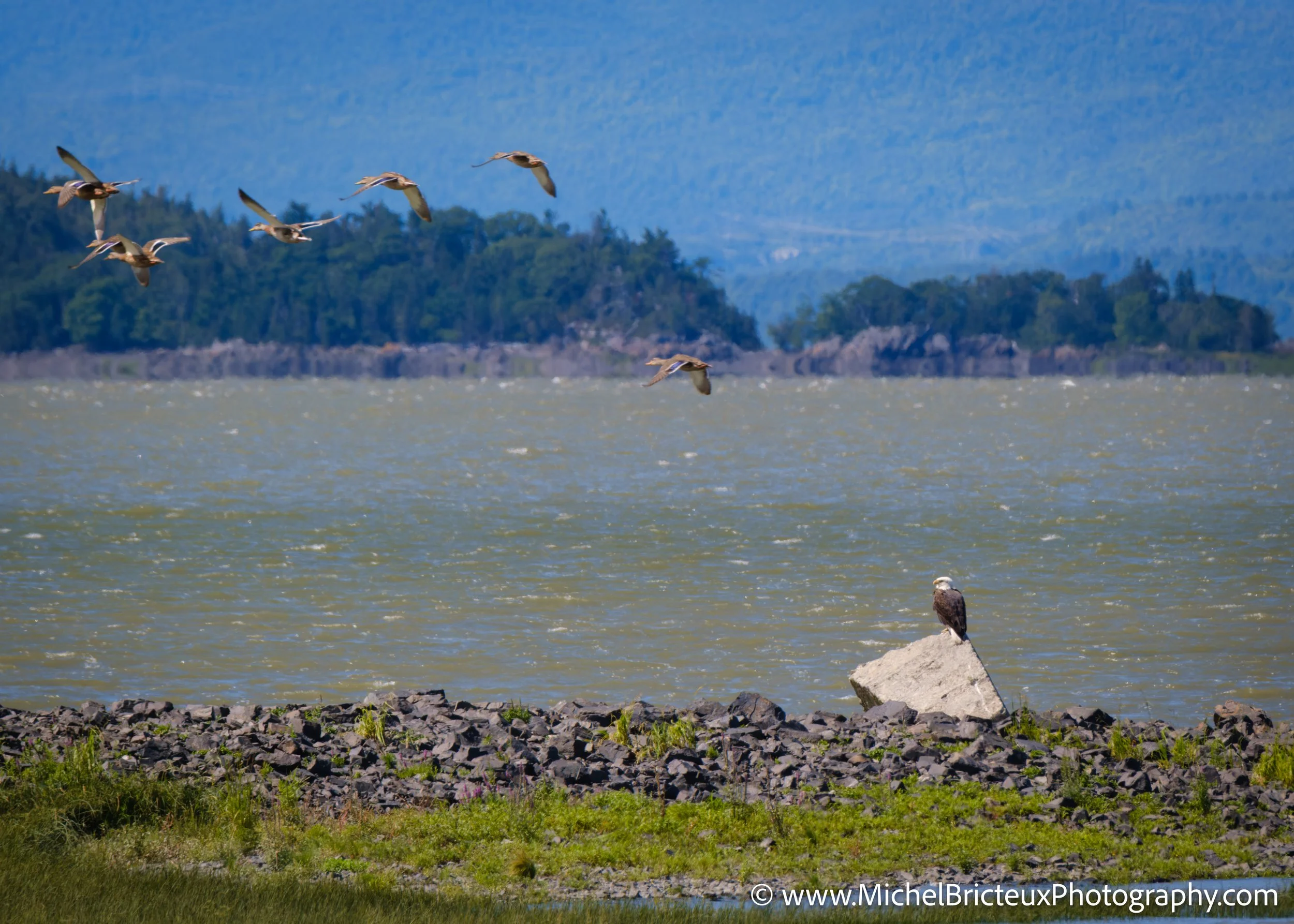 CA-QC - Ile-aux-grues 2629 LowRes.jpg