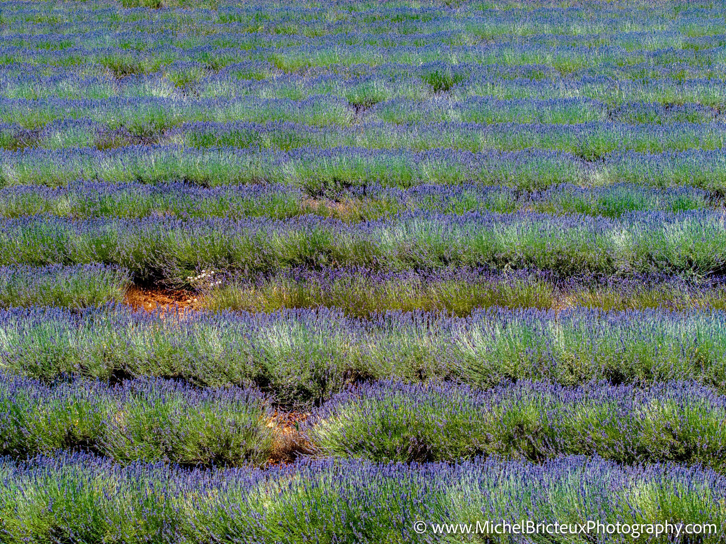 FR-Provence 06-2026 -18 LowRes.jpg