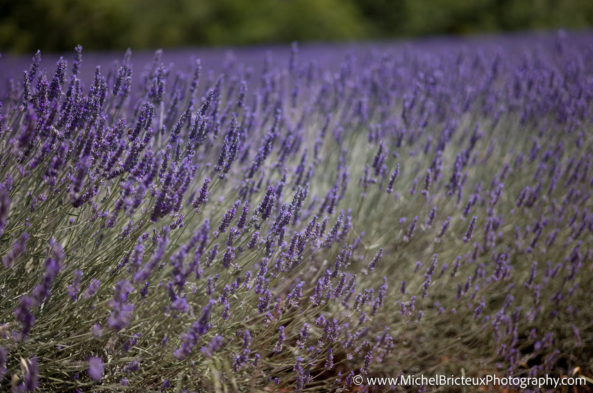 FR-Provence 06-2026 1003629 LowRes.jpg