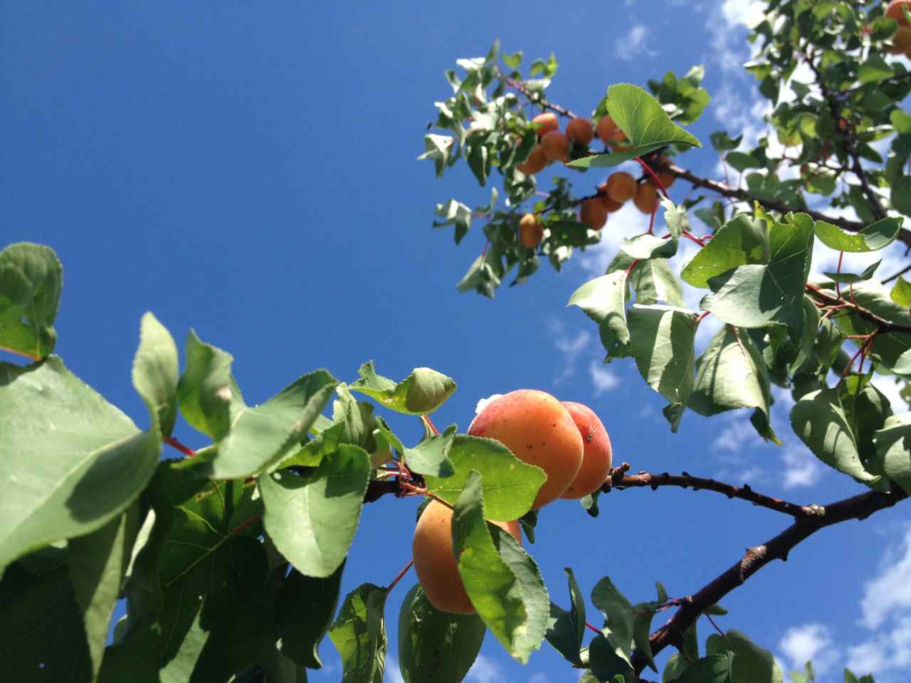 HOME - orchard.jpg