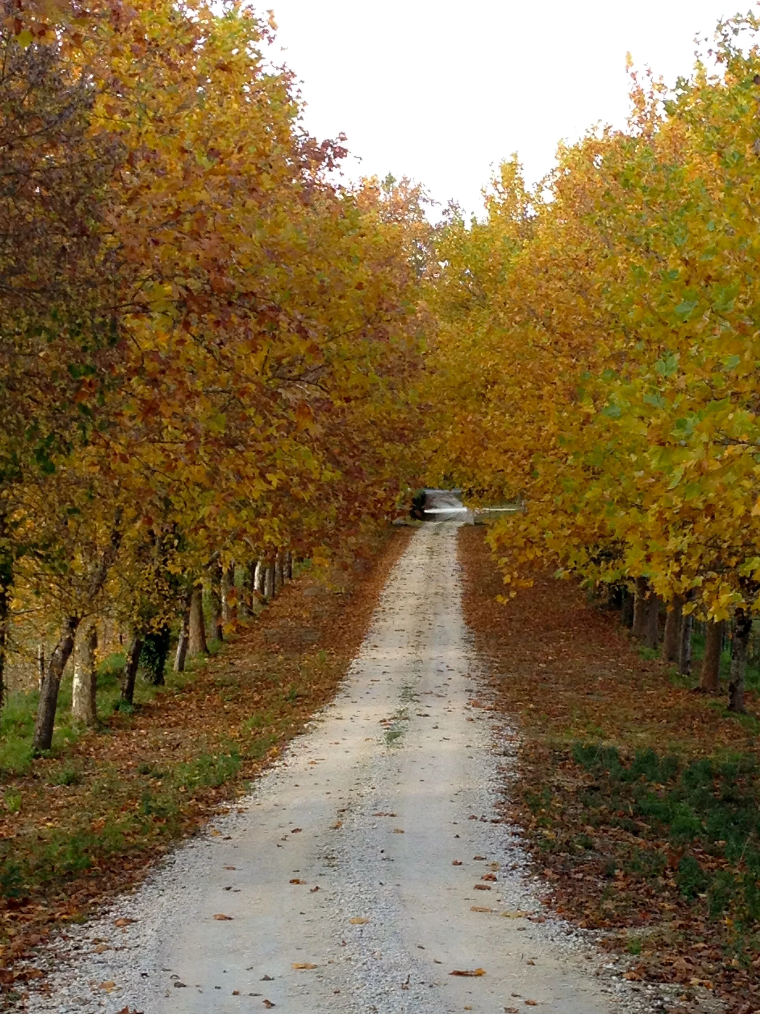 Laduasse-October.jpg