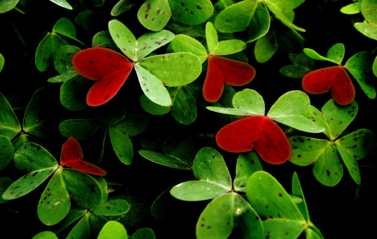 Free Learning &amp; Development Webinars for February 2015