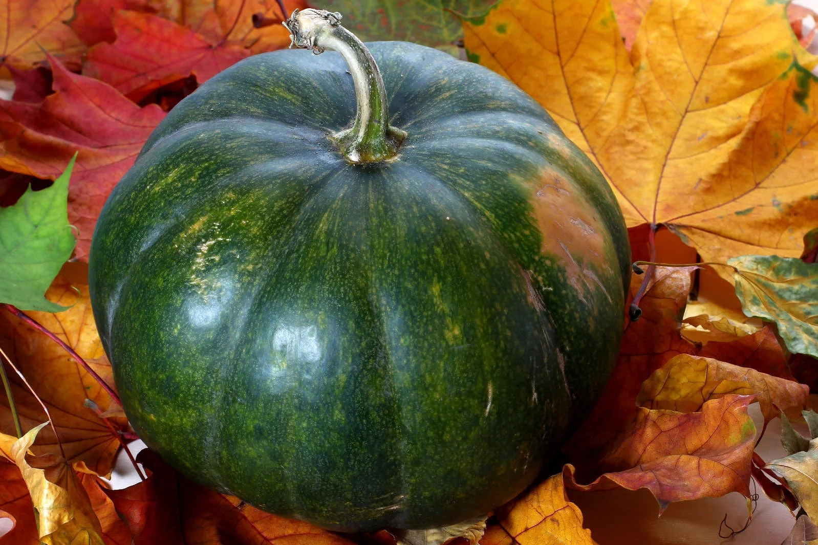 Free learning & development webinars for October 2015