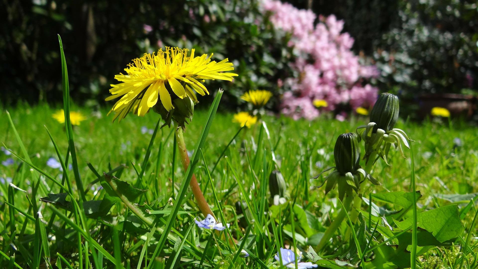 Garden or small meadow featuring dandelions, plus out-of-focus rhododendrons in the background
