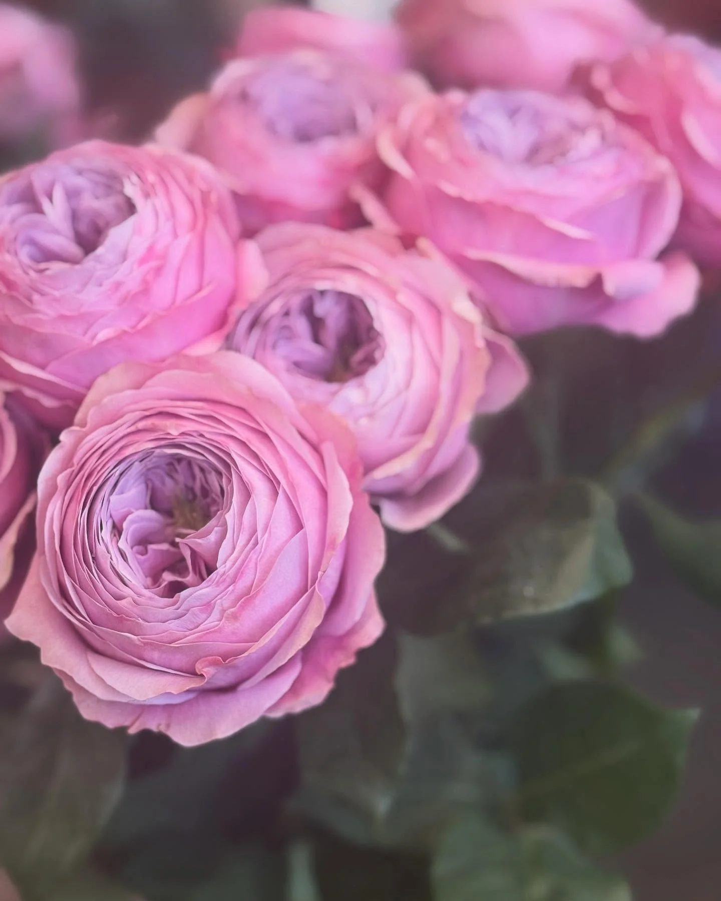 what a beauty 😍 Rose Peonikiss 💗 #st&auml;fa #thalwil #richterswil #blumenladen