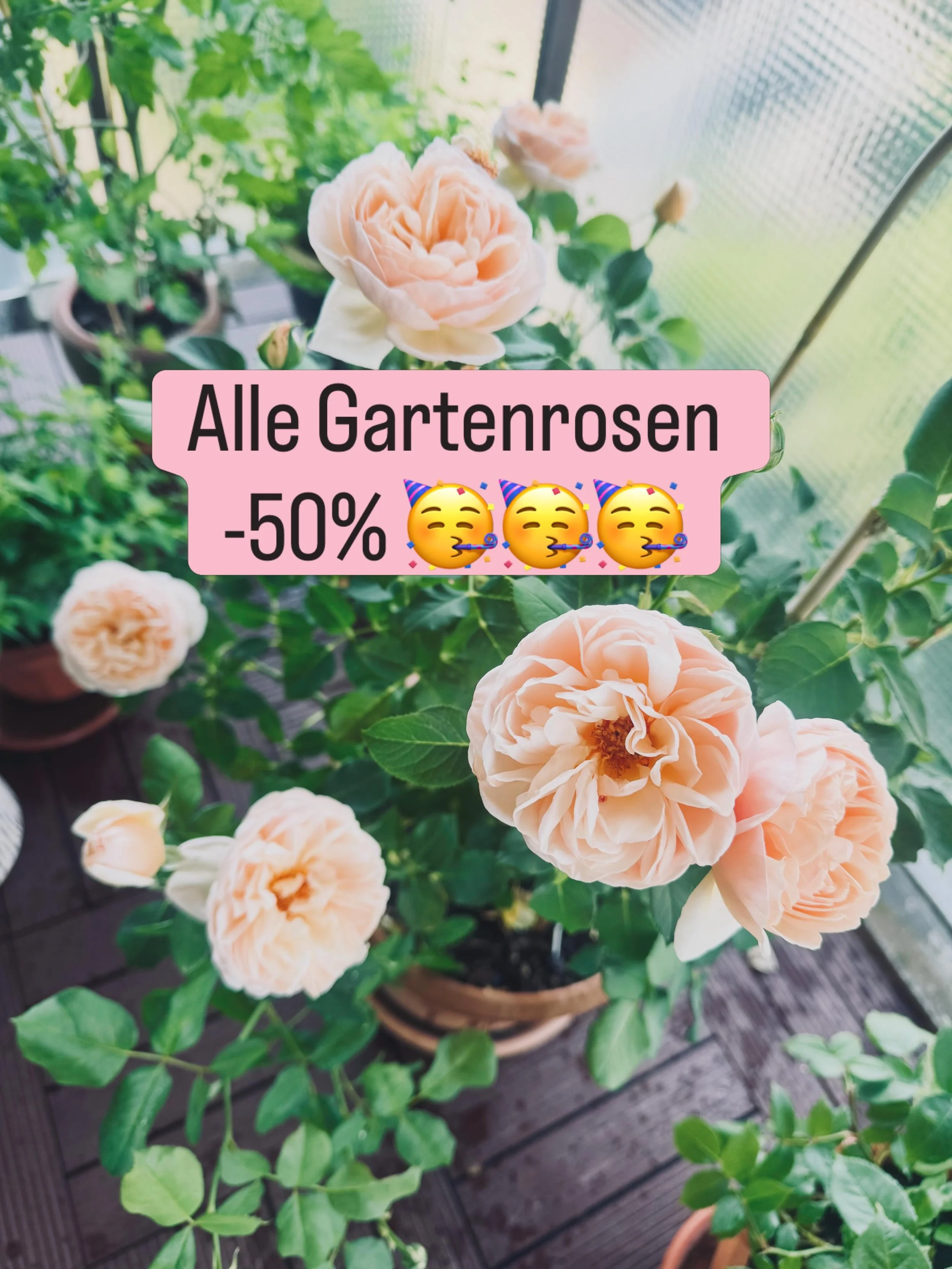Alle Gartenrosen bei uns in St&auml;fa, Richterswil und Thalwil &ndash;50 % ! 🌸🥳🌸 Solange Vorrat reicht 💕