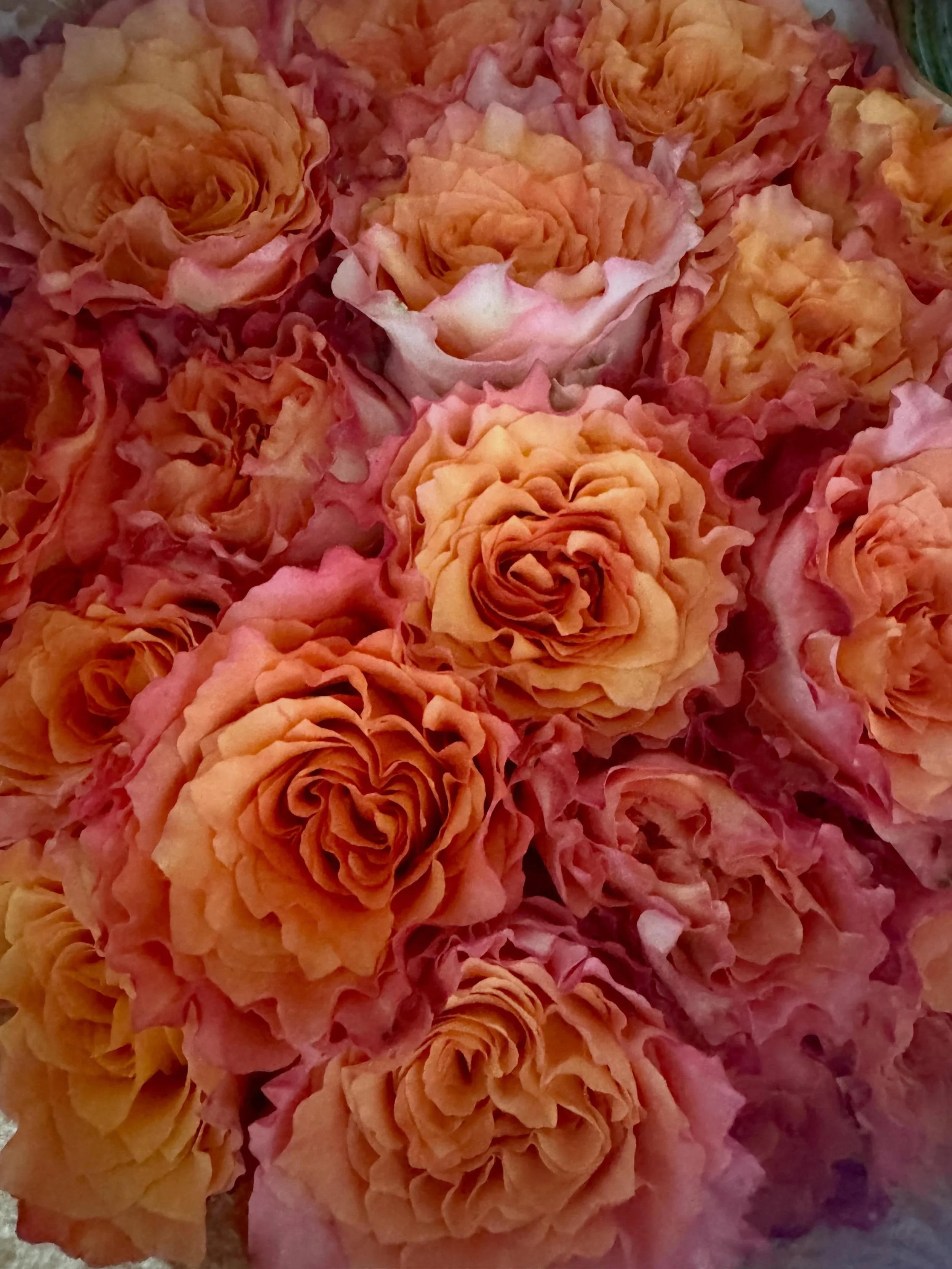 ☀️☀️☀️ Unser Tipp: Rosen &uuml;ber Nacht unbedingt k&uuml;hl stellen &mdash; am besten im Keller oder an einem schattigen, k&uuml;hlen Ort. So bleiben sie l&auml;nger frisch und wundersch&ouml;n.