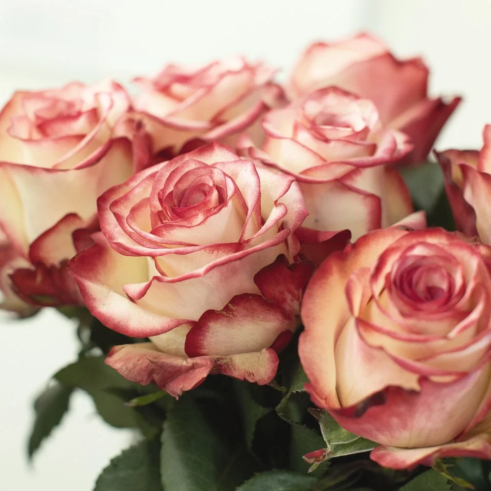 Rosen Paloma (50 cm), ab 9 Rosen