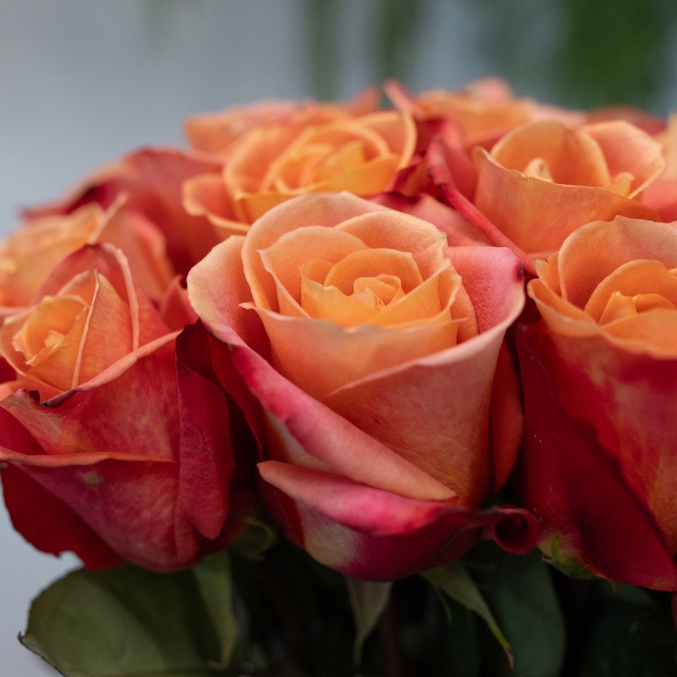 Rosen Helene (50cm), ab 9 Rosen