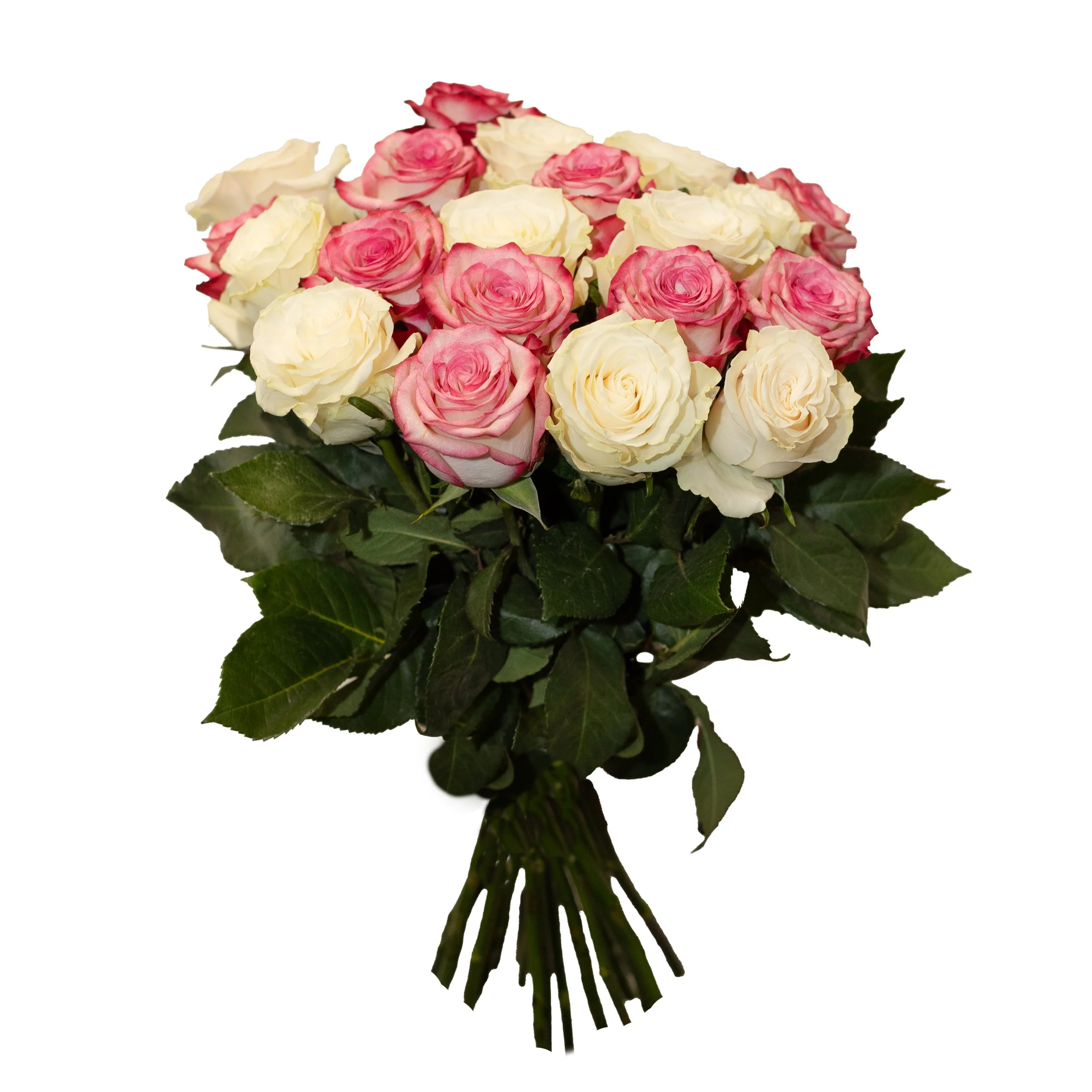 Weiss-Rosa-Duett_2.jpg