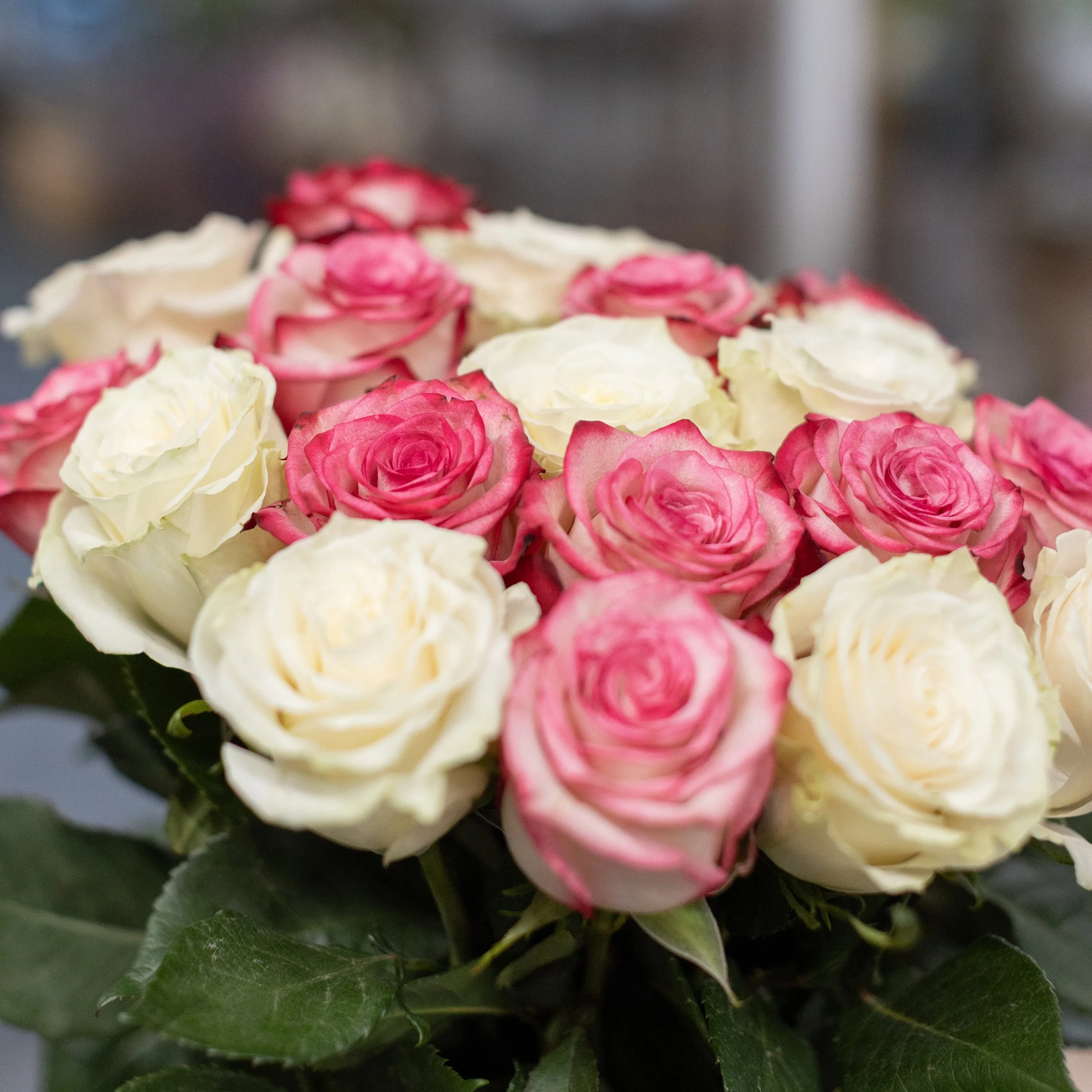 Weiss-Rosa-Duett.jpg