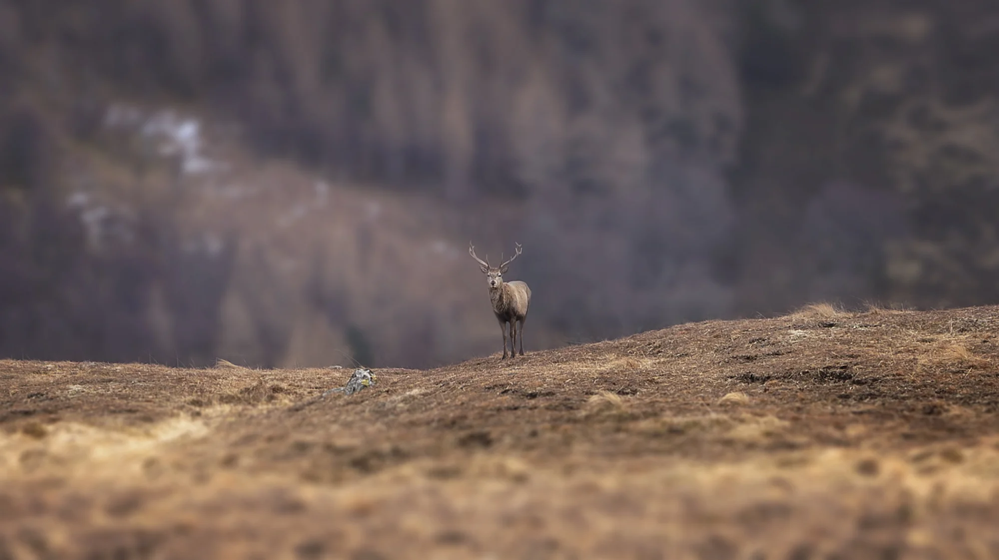 The Monarch Of The Glen.jpg