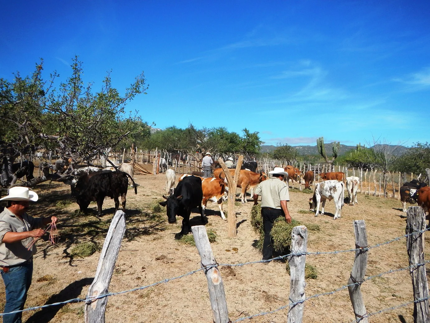 Ganadería — Rancho Cacachilas Adventure Vacations in Baja California