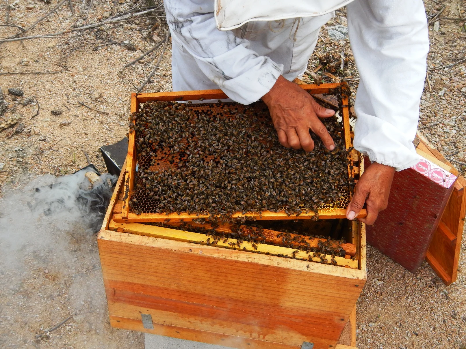 Beekeeping Rancho Cacachilas BCS Mexico.JPG