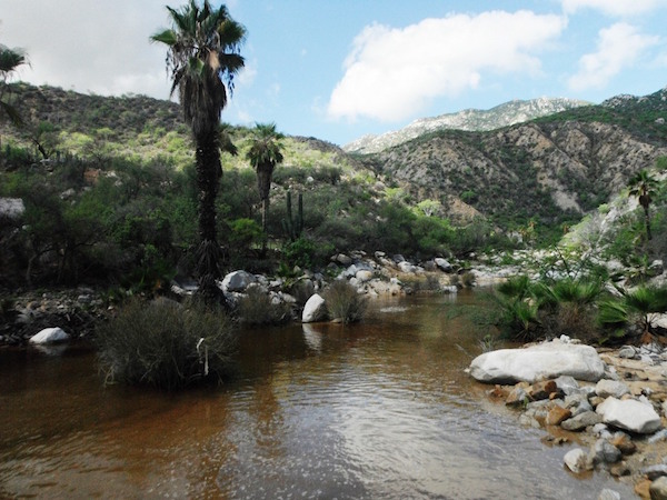 oasis-baja-sur-mexico.JPG