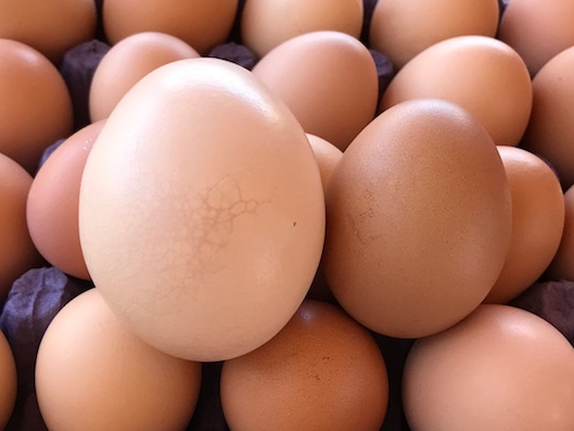 Organic Eggs — Ranch in El Sargento