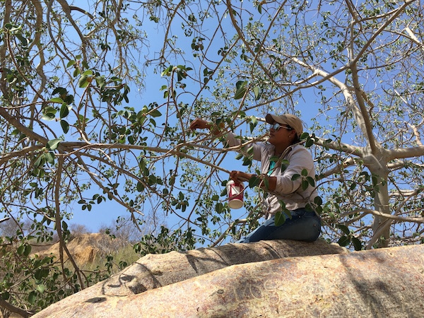 Wild Fruit Harvesting