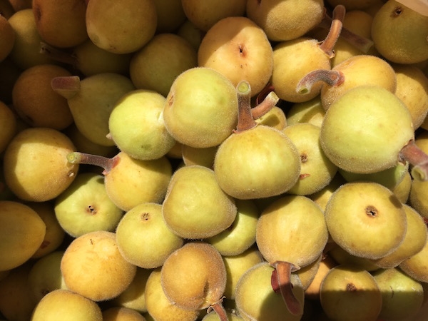 Wild Fruit Harvest — Food Preservation