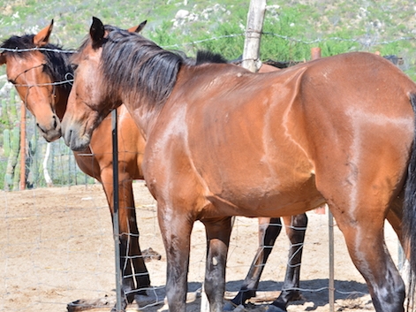 Ranch Livestock — Baja Peninsula