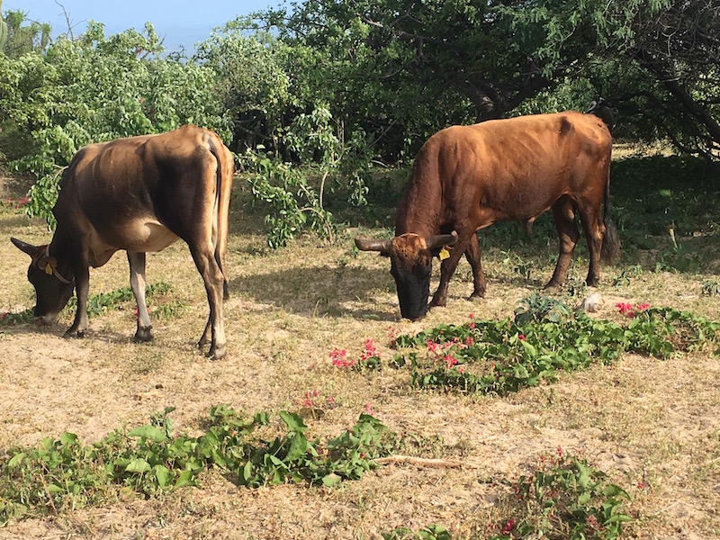 Cows — Mexico Ranch