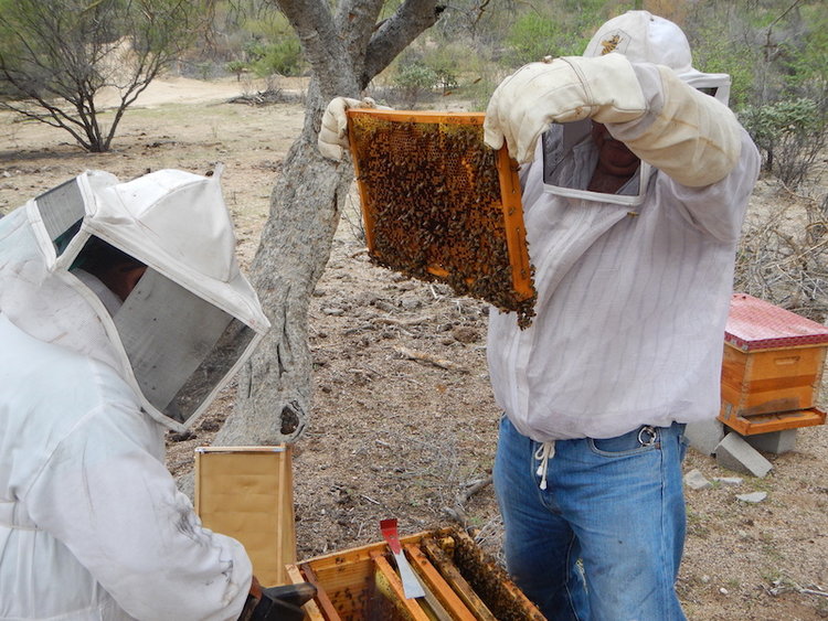 honey-production-bcs-mexico