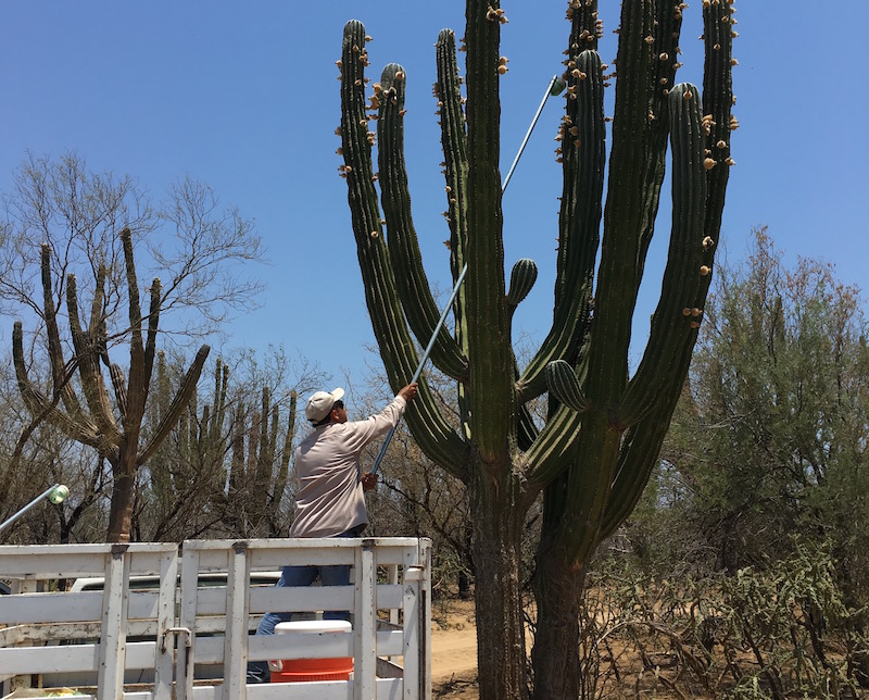cardon-cactus-fruit-harvesting
