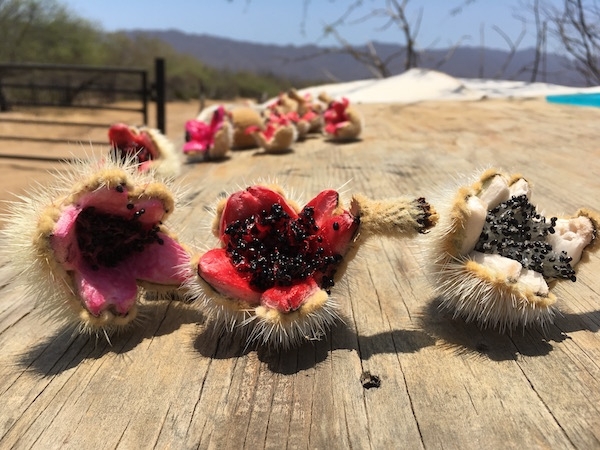 native-plant-harvest-mexico