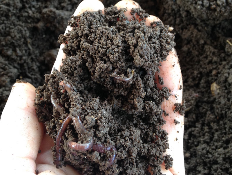 Worm Composting — Vermiculture