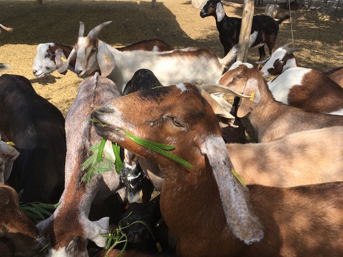 cabras Nubias — Rancho Dos Hermanos