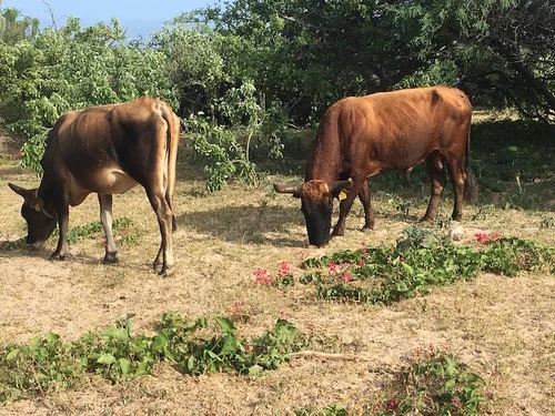 Integración de Horticultura y Ganadería