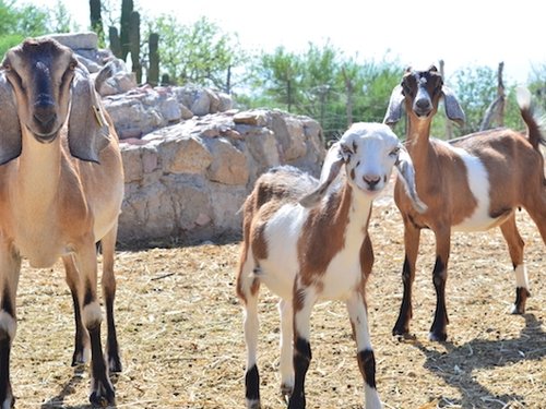 Rebaño de Cabras Nubias - Ganadería