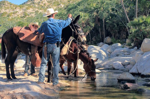 paseo-mulas-baja-california-sur.jpeg